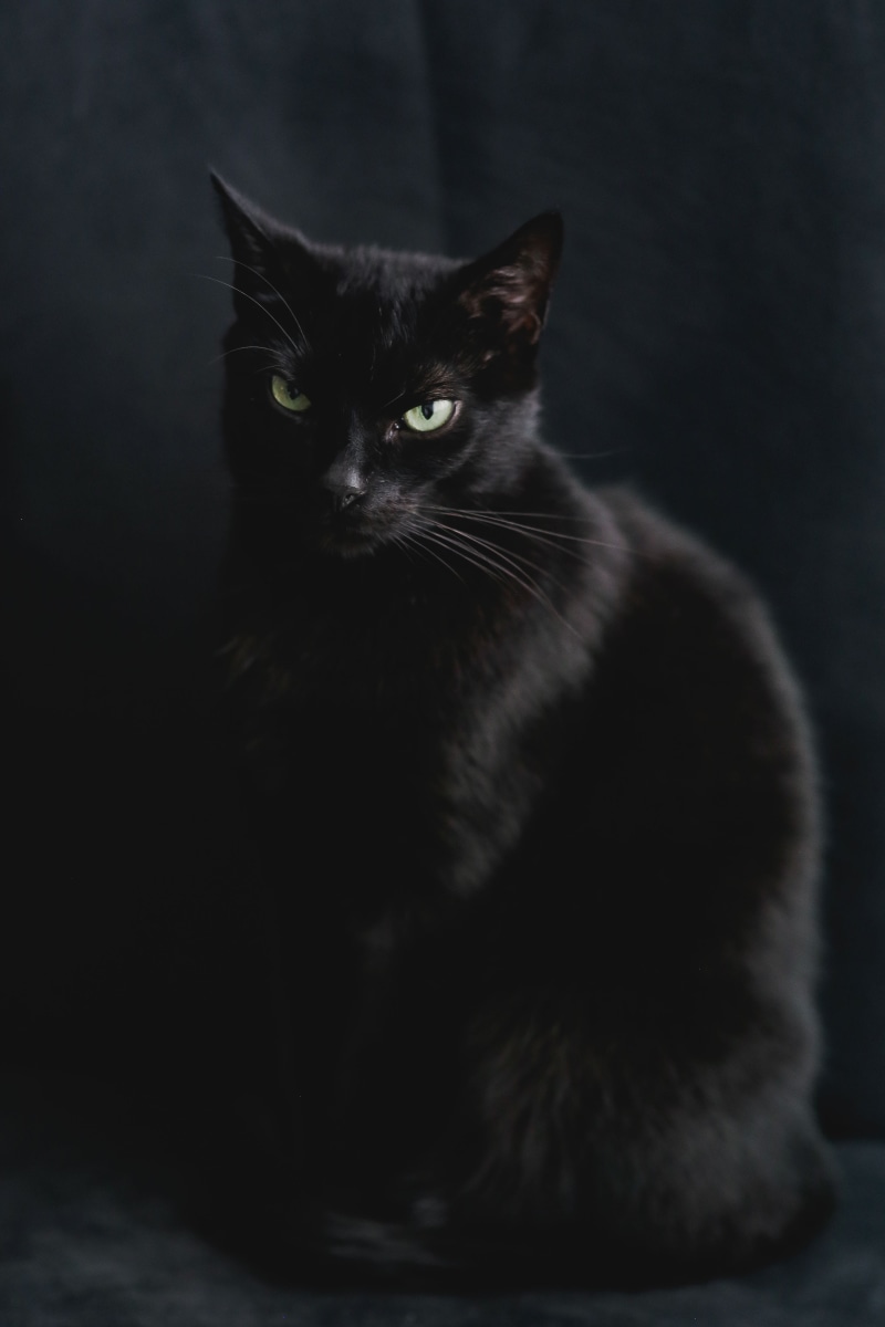 whisker, cat, indoors, animal, sitting, black, Portrait, pets, black background, feline, no people, animal eye, vertebrate, close-up, pet, one animal, mammal