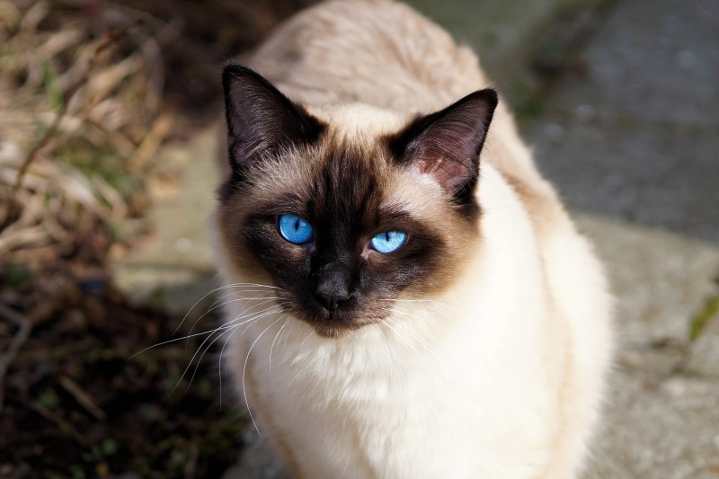 kitten, blue eyes, animal themes, feline, animal eye, breed cat, domestic animals, mammal, whisker, portrait, looking at camera, pets, domestic cat, cat portrait