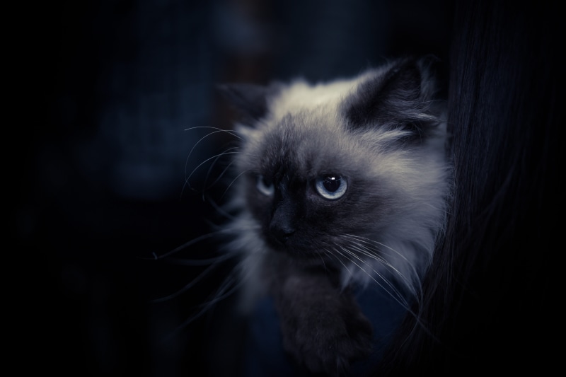 animal eye, animal body part, black background, mammal, one animal, whisker, cool, hair, domestic animals, feline, looking, Himalayan cat, eyes, pets, 5K