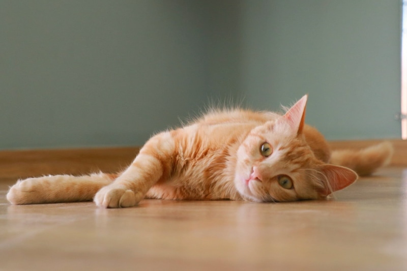 relaxation, domestic, black, kitten, photo, feline, whisker, vertebrate, resting, banner, orange, one animal, kitty, furry, cute cat, floor, indoors, sit