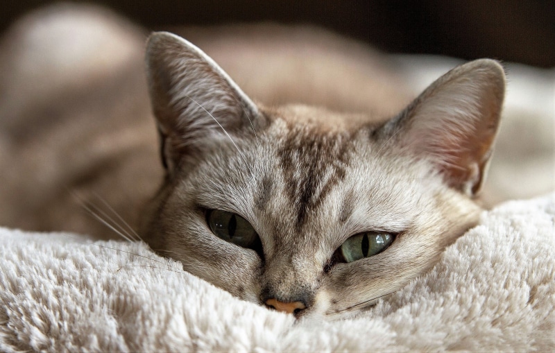 laying, brown, domestic, furniture, looking at camera, one animal, relaxation, animals, indoors, cat, animal, domestic animals, whisker, feline, animal hair