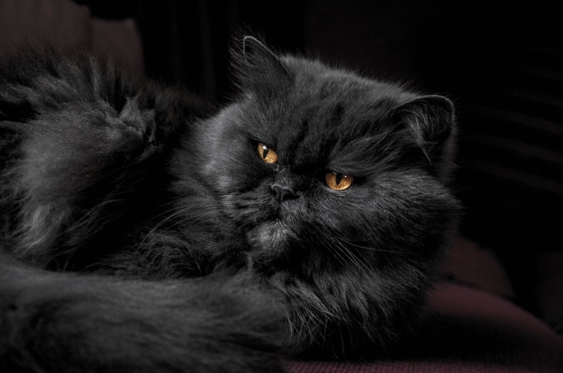eye, black color, black background, domestic cat, mammal, red, 4K, feline, persian, no people, animal themes, animal body part, indoors, pets, animal