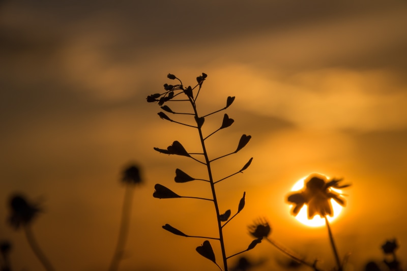 focus, camera, Sunset, geo:location, Åby, geo, silhouettes, lens, Norra, silhouette, city, yellow, sunlight, countryside, outdoors, heart, mm, iso_speed