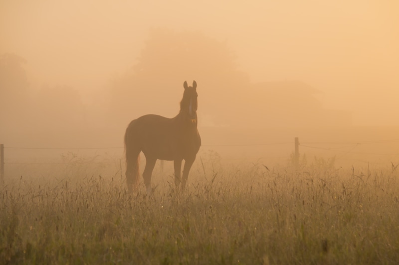 focal_length, landscape, dimma, meadow, ef, state, aperture, camera, field, f/3.5, Horse, fog, 5K, model, Mist, brown, mm, exif, geo, outdoors, Söderslätt