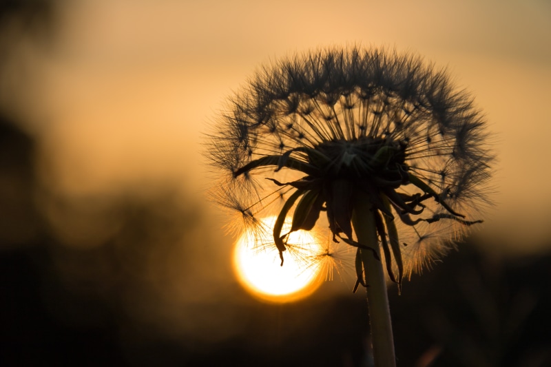 photo, 5K, day, s18, lens, camera, focal_length, yellow, sun, city, Dandelion, aperture, geo, sunlight, state, closeup, 760d, nature, outdoors, sunset