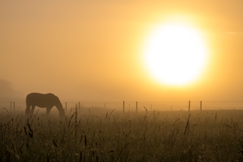 landskap, country, fog, f/3.5, state, grass, HFF, eating, s18, sunrise - Dawn, golden, horse, 5K, dusk, meadow, nature, ƒ / 9, geo:location, fields, hour