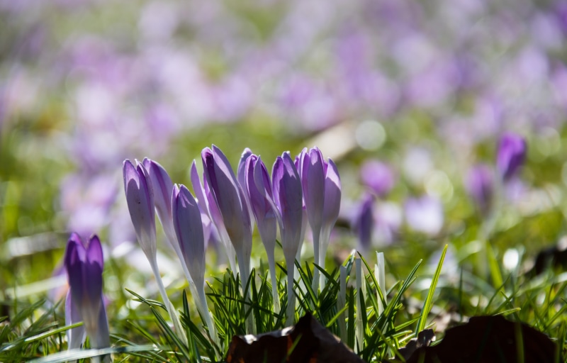 closeup, flower, white, beauty In Nature, canon eos, krokus, model, city, plant, iso_speed, camera, Crocus, mm, nature, summer, green Color, exif, geo