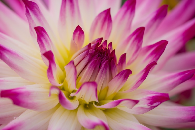 plant, usm, 5K, macro, geo:location, petal, botany, focal_length, nature, iso_speed, canon eos, state, geo, camera, makro, model, flower Head, lens, 760d