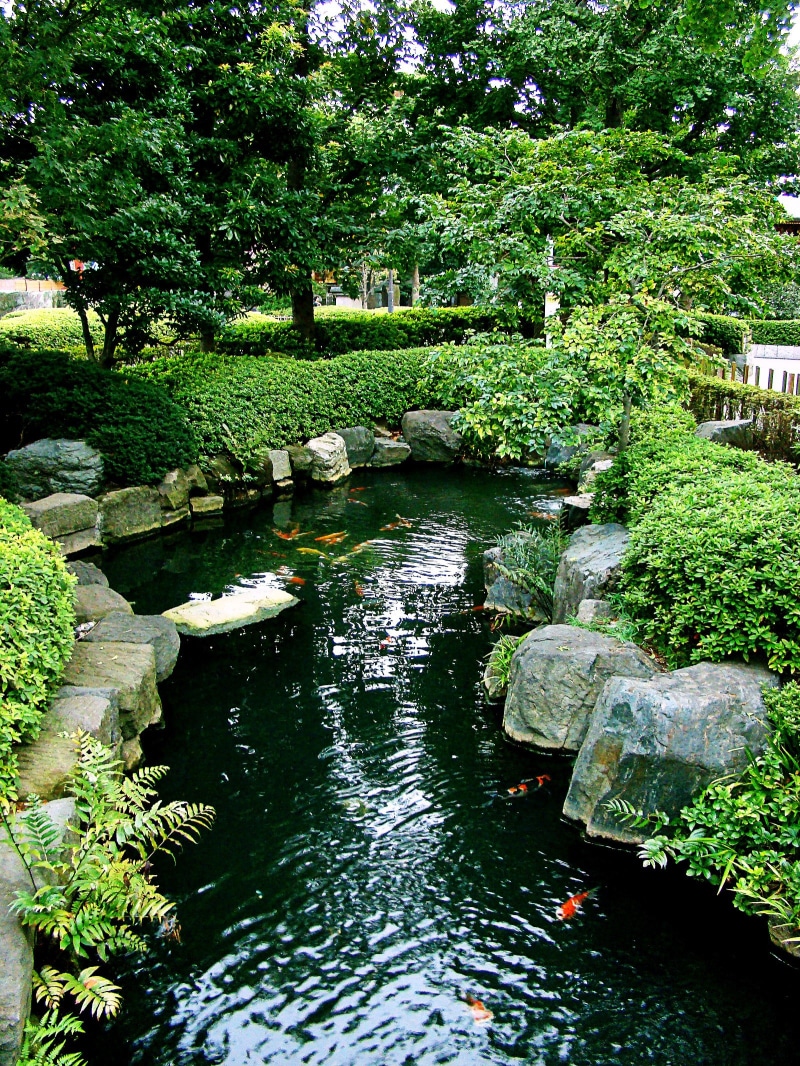 water, tranquil scene, scenics - nature, forest, fish pond, tokyo, plants, fish, asakusa, growth, zen, 1080P, lake, beauty in nature, day, koi, formal garden