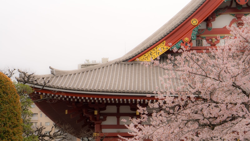 springtime, nature, sky, cherry blossom, built structure, travel destinations, Cherry Blossoms, cherry tree, flower, red, place of worship, flowering plant