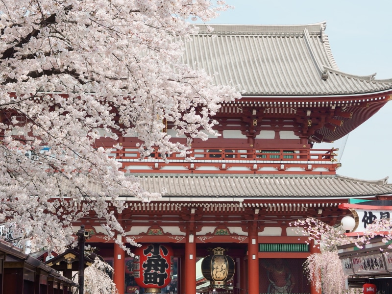 outdoors, flowers, pink, architecture, taitō-ku, flower, building exterior, kyoto, tokyo, cherry blossom, tree, day, no people, asia, blossom, low angle view
