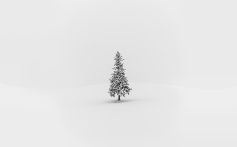 bieicho, middle, coniferous tree, hokkaidoprefecture, caught, plant, Minimalism, Christmas, tranquility, biei, tranquil scene, copy space, scenics - nature