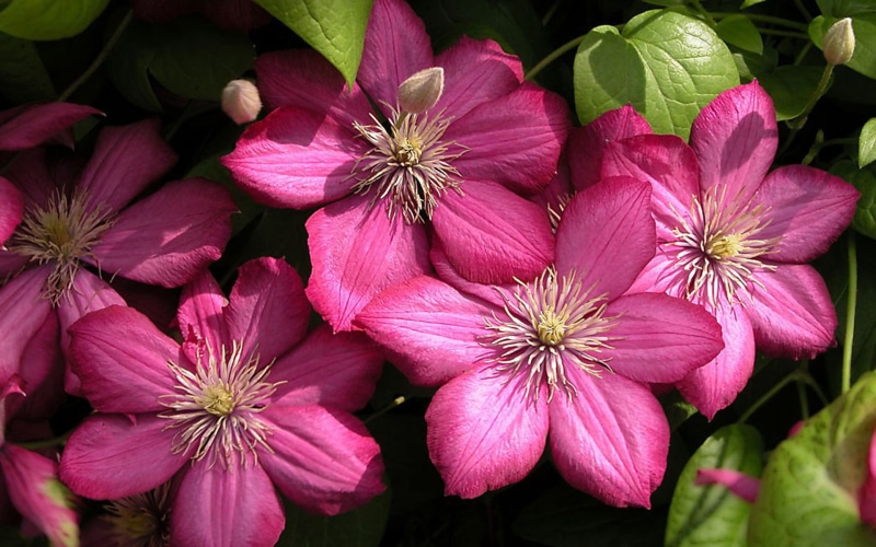 mobile, ville, de, 1080P, beautiful, purple, clematis, laptop, tablet, lyon, hd, phones, flowers