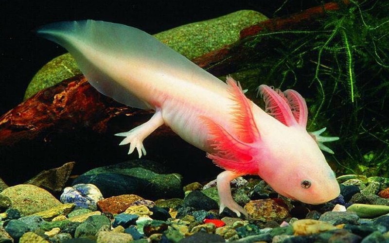 close-up, sea, sea life, one animal, underwater, animal, nature, fish, 4K, undersea, swimming, animal themes, no people, animal wildlife, water, axolotl