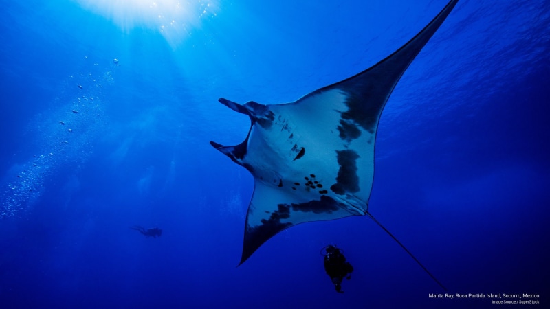 mexico, socorro, island, ray, partida, roca, 2K, manta, Ocean Life