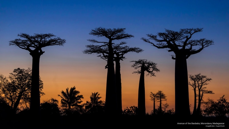 Nature, 2K, morondava, baobabs, madagascar, avenue
