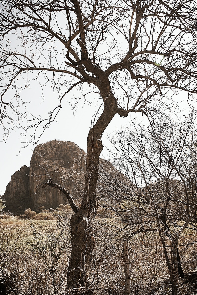 tree, day, outdoors, bare tree, environment, scenics - nature, no people, chalcatzingo, morelos, sky, non-urban scene, rock, land, tranquil scene, branch