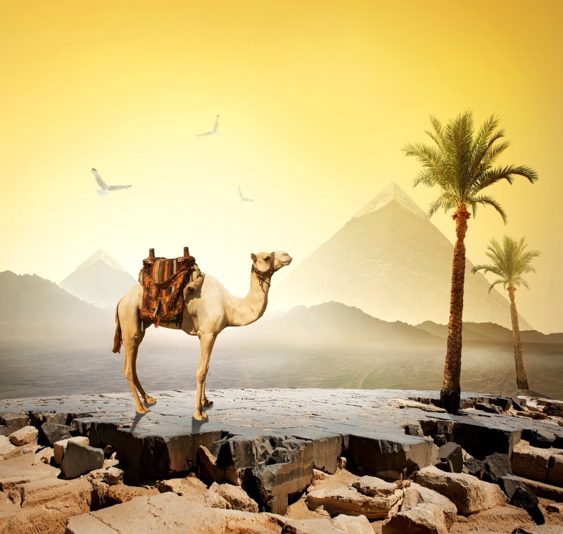 5K, plant, full length, stones, birds, Egypt, mammal, beige, palm tree, rock - object, the sun, animal, tropical climate, one animal, tree, standing, outdoors
