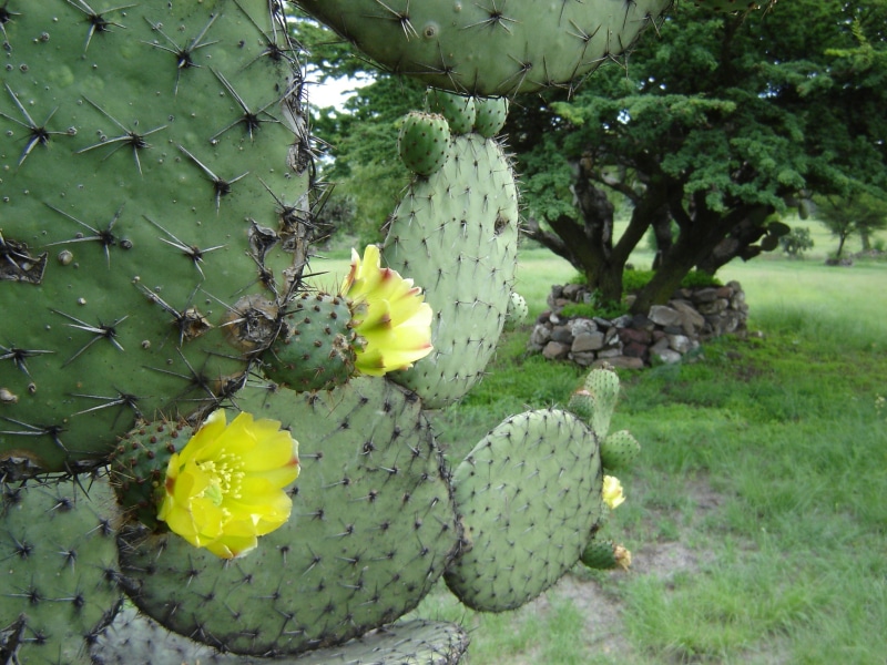 nature, day, plant, succulent plant, beauty in nature, freshness, spiked, thorn, yellow, growth, flower, 1080P, green color, cactus, tree, no people, prickly pear cactus