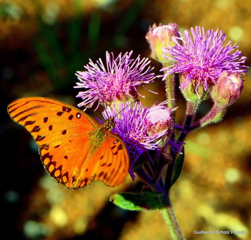 gulf, butterfly, perched, antena, fritillary, animal, Gulf Fritillary, h-series, flower, paraná, flickr, 720P, multi Colored, pink, brasil, close-up, macro