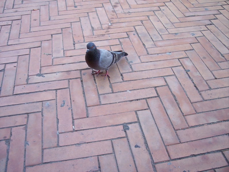 animal, nature, architecture, outdoors, street, animal themes, animals in the wild, black color, pattern, full length, pigeon, colombo, no people, high angle view