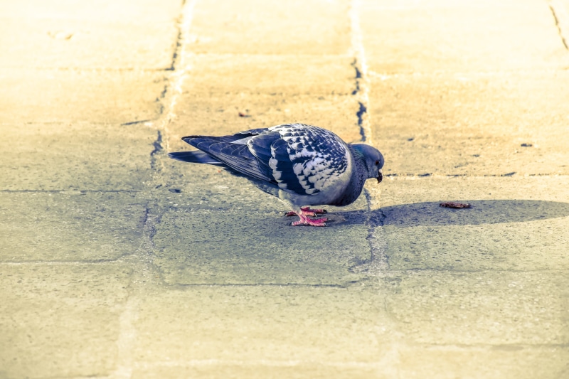 city, Colombo, selective focus, street, outdoors, 5K, vertebrate, animals in the wild, birds, ferrara, animal themes, animals, eat, no people, fodder