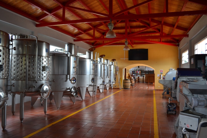 cellar, factory, agriculture, bottle, white, glass, refreshment, absence, row, day, red, business, wooden, storage, grape, vineyard, food and drink industry