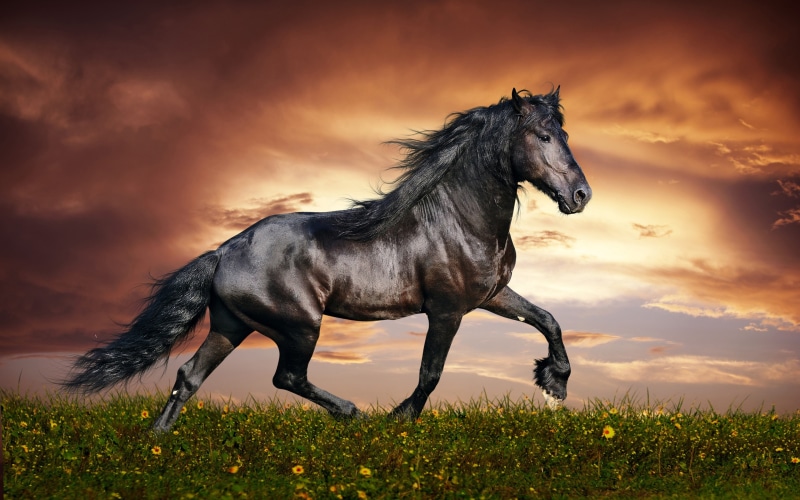 domestic, animal, sky, animal wildlife, animal themes, domestic animals, images, cloud - sky, high, one animal, arabian, hd, sunset, outdoors, field,