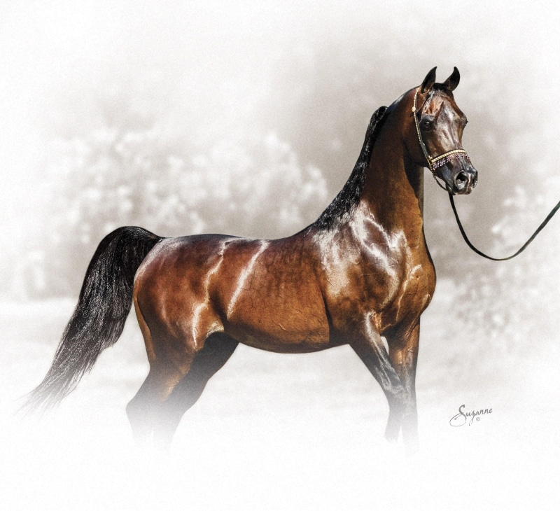 oriental, animals, arabian, horses, 1080P, dream