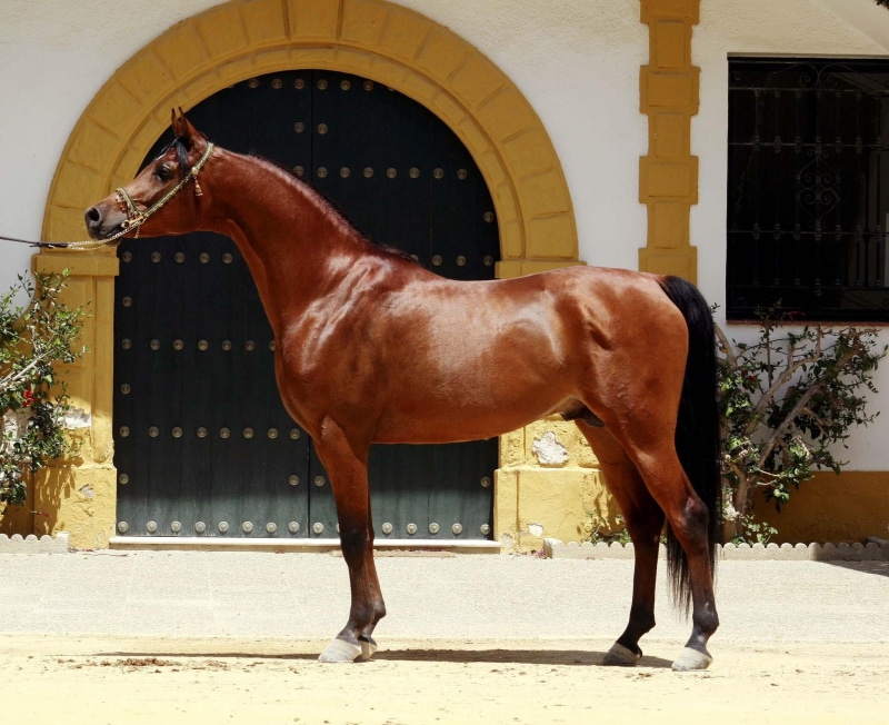 1080P, arabian, animals, horses, oriental, splendid, beauty
