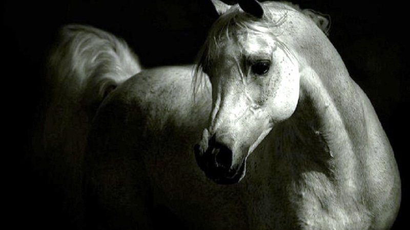nature, animals, arabian, white, ponies, grey, grey arabian, horse, 1080P, pets