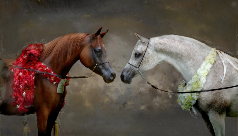 group of animals, animal head, side view, horses, 2K, no people, painting, horse, equine, animal wildlife, purebred, animal, outdoors, domestic, wreath