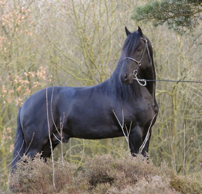 horses, animals, arabian, 1080P, arabo, friesian, crossbreed
