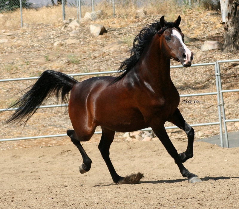 animals, 1080P, horses, purebred, arabian