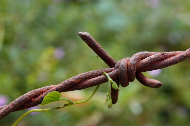John  Good, SLR, DSLR, brown, barb wire, rusty, photo, Canon 450D, Eye, Hidden, how great, 2K, EOS, daily, wire, Wanderers, rope, Weapon, Canon Rebel XSi