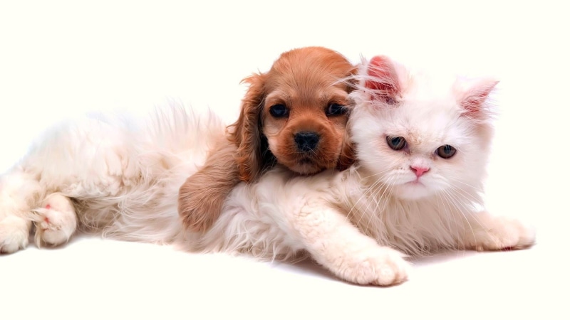 no people, small, domestic animals, long, puppy, portrait, kitten, cat, softness, coated, cut out, looking at camera, brown, animals, 1080P, pets, white background