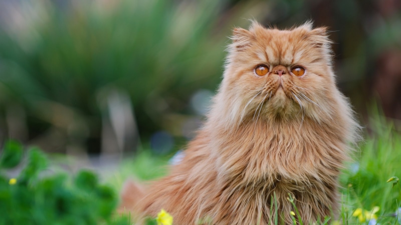 Persian, coated, 4K, long, brown, Furry, Kitten, Cat