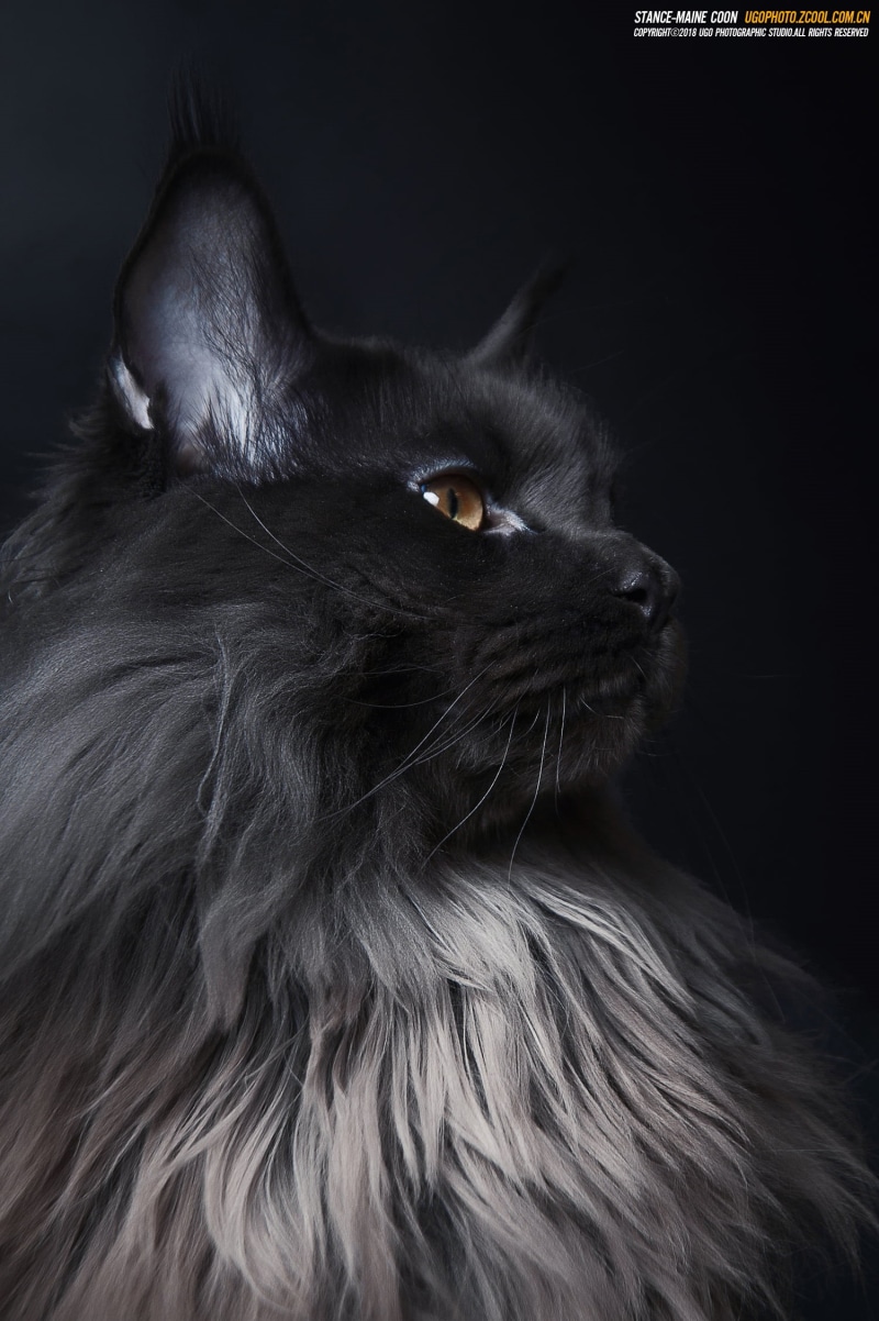 hair, indoors, cat, mammal, animal body part, studio shot, maine coon cat, close-up, animal head, animal, animals, hairstyle, domestic cat, animal eye