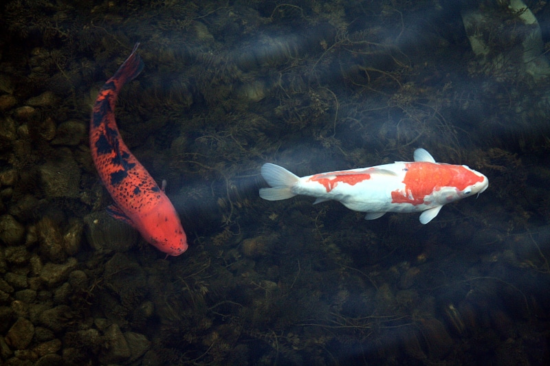 swimming, animal wildlife, high angle view, sea life, outdoors, duisburg, port motifs, vertebrate, animal, carp, no people, fish, koi carp, school of fish