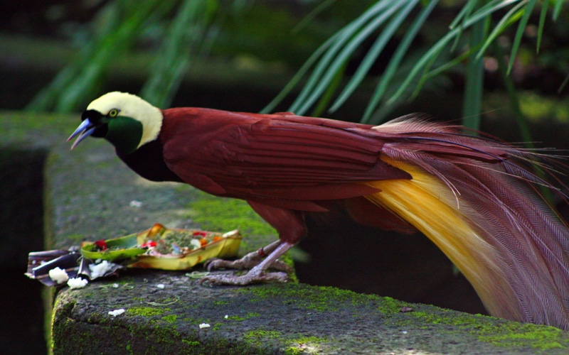 australia, located, male, guinea, passeriformes, 2K, greater, part, paradisaeidae, family, order, paradise, indonesia, papua, bird, eastern, members, new
