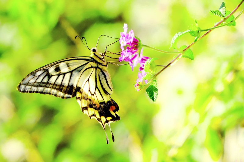 70-200mm, animal Wing, WOW, Asian Swallowtail, F2, Bug, Small, Insect, multi Colored, Plant, Xuthus Swallowtail, Female, close-up, Butterfly, Animal, 2K