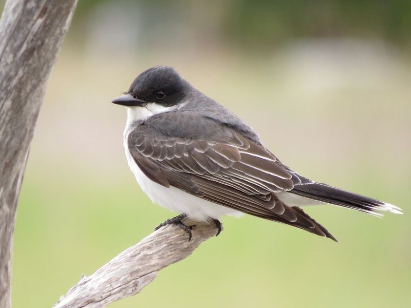 black, eastern, outdoors, branch, peek, 2K, nature, animal, wildlife, kingbird, bird, short, beak
