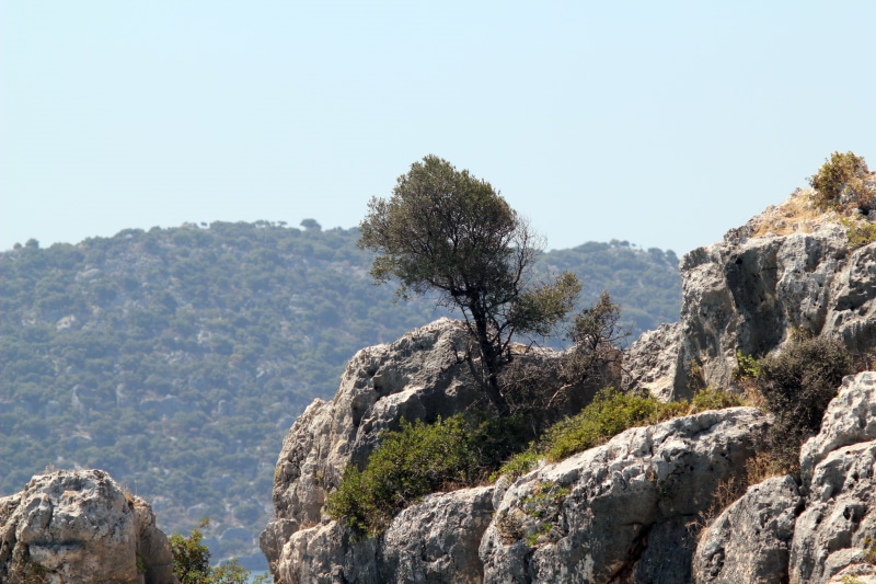 tree, outdoors, lycia, texture, genoese, hellenistic, roman empire, scenics - nature, chimaera, middle ages, tomb, column, sunlight, no people, old, stones