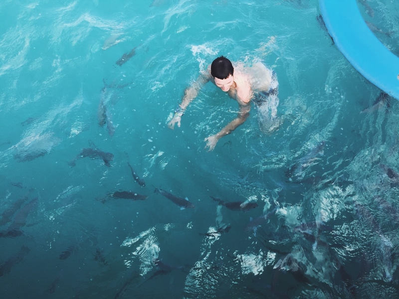 swimming, one person, waterfront, real people, water, nature, high angle view, fish, sea, phish, swimming pool, men, yucatan peninsula, mexico, pool, day