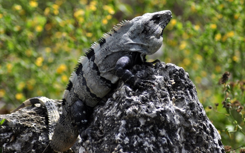 side, grey, animal, iguana, Yucatan, Coba, daytime, animals In The Wild, Mexico, black iguana, 2K, wildlife, black, Quintana Roo, rock, nature, reptile