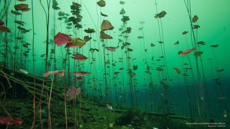 mexico, cenote, lilies, North America, yucatan, 2K, water
