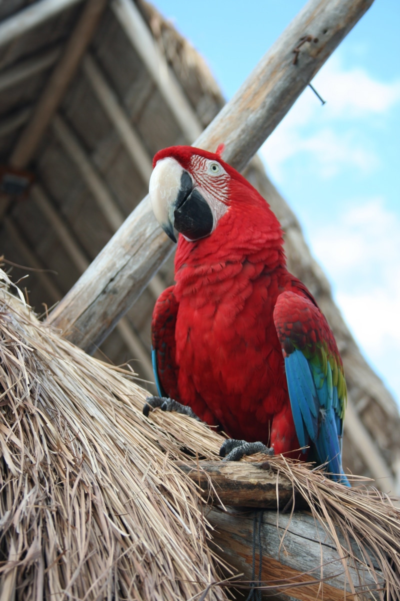 zoology, macaw, cozumel, animal themes, perching, red, yucatan, close-up, animal, vertebrate, bird, beak, animal wildlife, parrot, animals in the wild