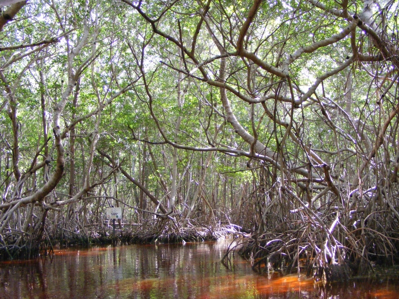 no people, mangrove, waterfront, tranquil scene, scenics - nature, day, woodland, lake, forest, swamp, yucatan mexico, tranquility, branch, nature, water