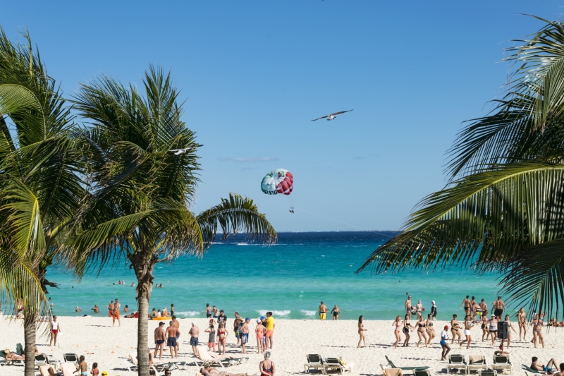 group of people, dance, dream holiday, palm leaf, nature, sunny, body, plant, palm tree, tropical tree, palm trees, day, large group of people, beach, exotic