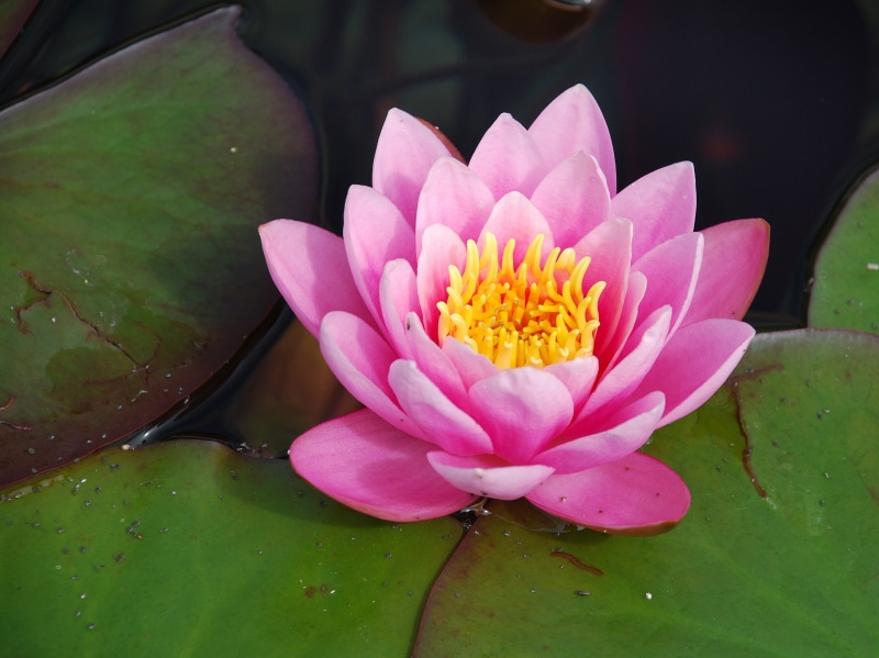 flowering plant, garden, water rose, plant part, flower, pink color, freshness, vulnerability, pollen, petal, body, red, inflorescence, 2K, pond, nuphar lutea